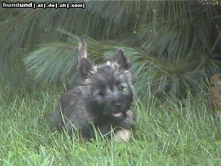 Cairn-Terrier Unser Henry mit 10 Wochen!