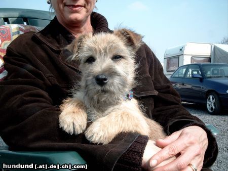 Cairn-Terrier Jack 