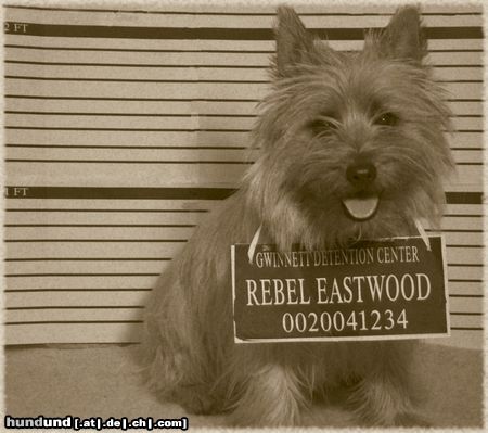 Cairn-Terrier Rebel goes to jail