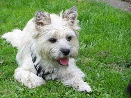 Cairn-Terrier ein Jahr alt