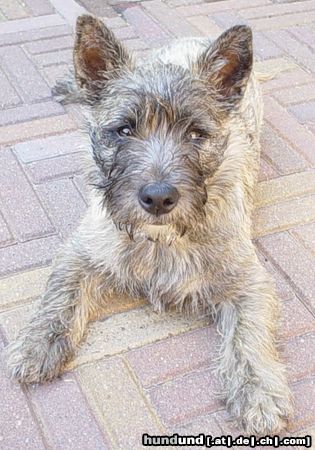 Cairn-Terrier