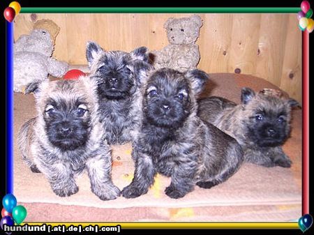 Cairn-Terrier alle auf einen Streich