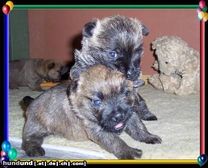 Cairn-Terrier so kannst du mich nicht erobern