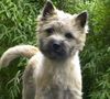 Cairn-Terrier Hund