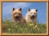 Cairn-Terrier Hund