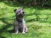 Cairn-Terrier Hund