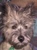 Cairn-Terrier Hund