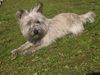 Cairn-Terrier Hund