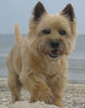 Cairn-Terrier Hund