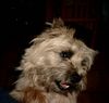 Cairn-Terrier Hund