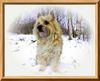 Cairn-Terrier Hund