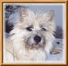 Cairn-Terrier Hund