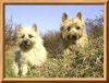 Cairn-Terrier Hund