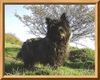 Cairn-Terrier Hund