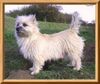 Cairn-Terrier Hund