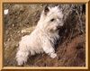 Cairn-Terrier Hund