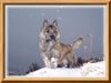 Cairn-Terrier Hund