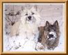 Cairn-Terrier Hund