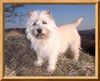 Cairn-Terrier Hund