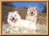 Cairn-Terrier Hund