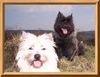 Cairn-Terrier Hund