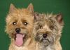 Cairn-Terrier Hund