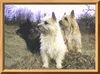 Cairn-Terrier Hund