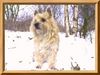 Cairn-Terrier Hund