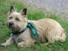 Cairn-Terrier Hund