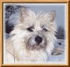 Cairn-Terrier Hund