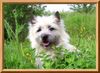 Cairn-Terrier Hund