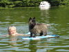 Cairn-Terrier Hund