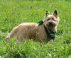 Cairn-Terrier Hund