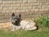 Cairn-Terrier Hund