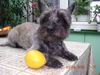 Cairn-Terrier Hund