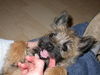 Cairn-Terrier Hund