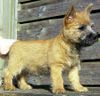 Cairn-Terrier Hund