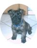 Cairn-Terrier Hund