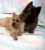 Cairn-Terrier Hund