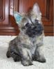 Cairn-Terrier Hund