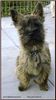 Cairn-Terrier Hund