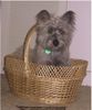 Cairn-Terrier Hund