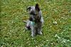 Cairn-Terrier Hund