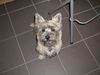 Cairn-Terrier Hund