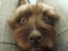 Cairn-Terrier Hund