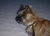 Cairn-Terrier Hund