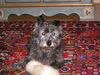 Cairn-Terrier Hund