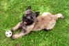 Cairn-Terrier Hund