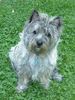 Cairn-Terrier Hund