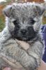 Cairn-Terrier Hund